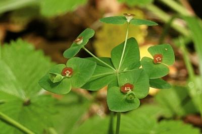 <i>Euphorbia dulcis</i>
