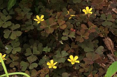 <i>Oxalis corniculata</i>