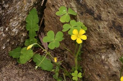 <i>Oxalis stricta</i>