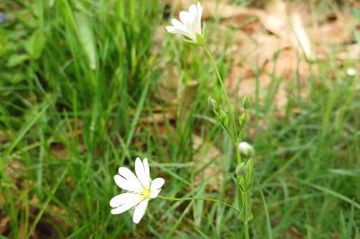 <i>Rabelera holostea</i>