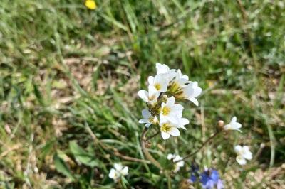 <i>Saxifraga granulata</i>