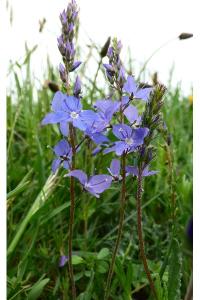 <i>Veronica bastardii</i>