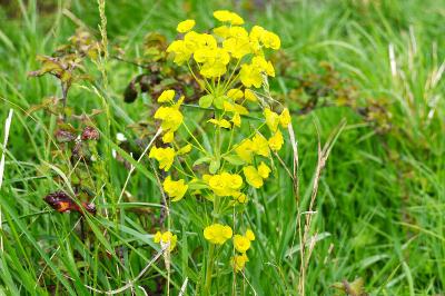 <i>Euphorbia amygdaloides</i>