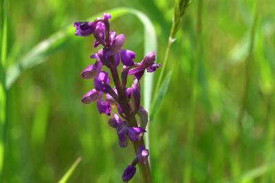 <i>Anacamptis morio</i>