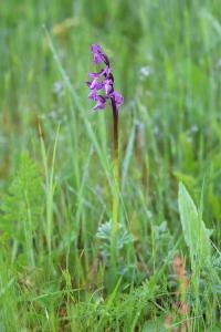 <i>Anacamptis morio</i>