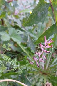<i>Fumaria officinalis</i>