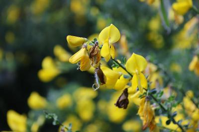 <i>Cytisus scoparius</i>