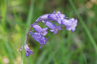 <i>Hyacinthoides non-scripta</i>