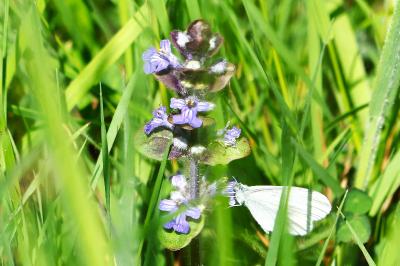 <i>Ajuga reptans</i>