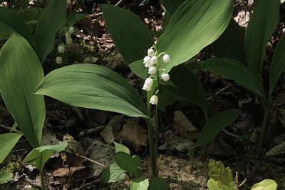 <i>Convallaria majalis</i>