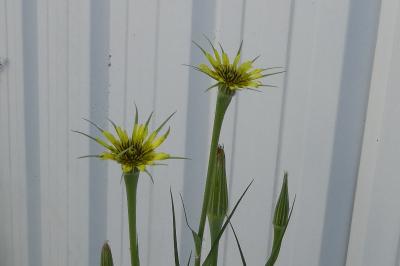 <i>Tragopogon dubius</i>