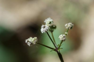 <i>Sanicula europaea</i>