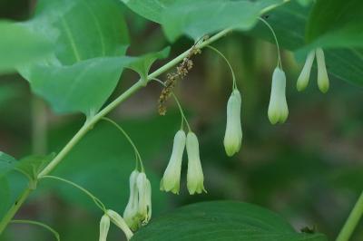 <i>Polygonatum multiflorum</i>