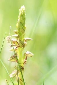<i>Orchis anthropophora</i>