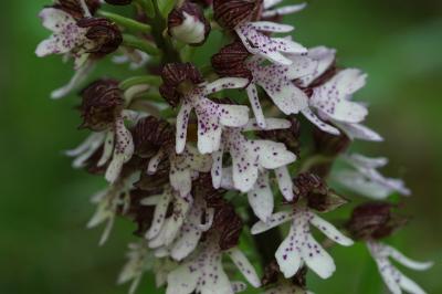 <i>Orchis purpurea</i>