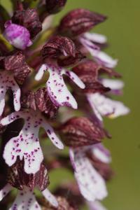 <i>Orchis purpurea</i>