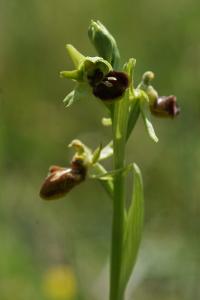 <i>Ophrys aranifera</i>