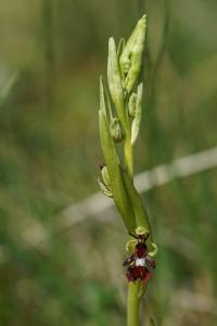 <i>Ophrys insectifera</i>