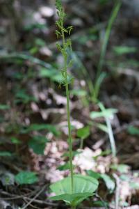 <i>Neottia ovata</i>
