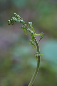 <i>Neottia ovata</i>