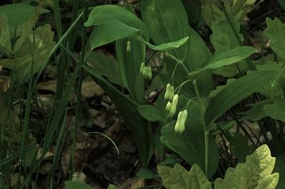 <i>Polygonatum multiflorum</i>