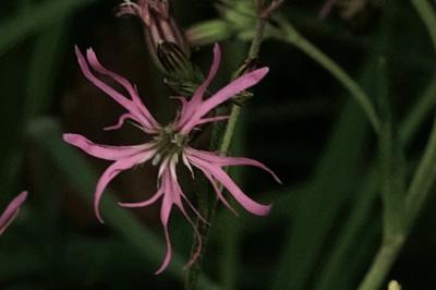 <i>Lychnis flos-cuculi</i>