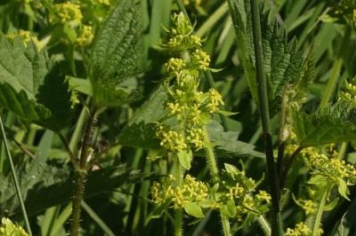 <i>Cruciata laevipes</i>