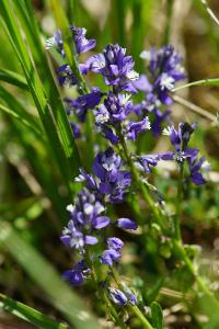 <i>Polygala calcarea</i>