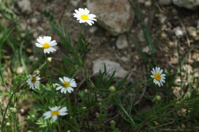 <i>Anthemis arvensis</i>