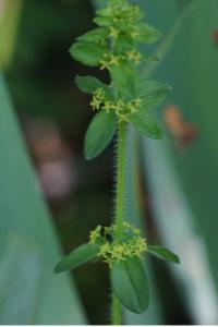 <i>Cruciata laevipes</i>