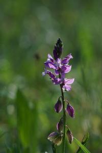 <i>Polygala vulgaris</i>