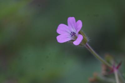 <i>Geranium rotundifolium</i>