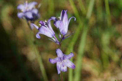 <i>Hyacinthoides non-scripta</i>