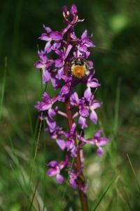 <i>Orchis mascula</i>