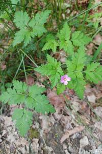 <i>Geranium robertianum</i>