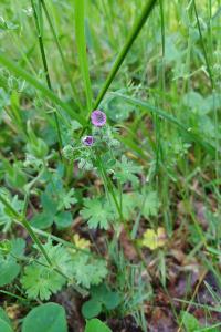 <i>Geranium molle</i>