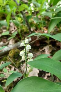 <i>Convallaria majalis</i>