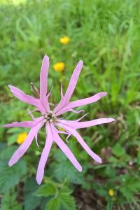 <i>Lychnis flos-cuculi</i>