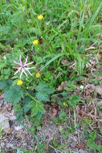 <i>Lychnis flos-cuculi</i>