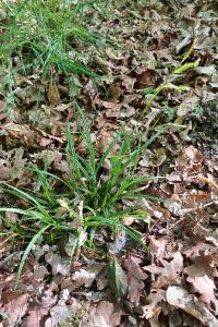<i>Carex sylvatica</i>
