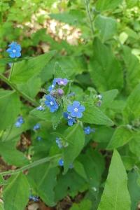 <i>Pentaglottis sempervirens</i>
