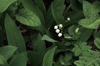 <i>Convallaria majalis</i>