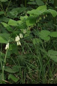 <i>Polygonatum multiflorum</i>