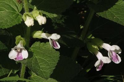 <i>Melittis melissophyllum</i>