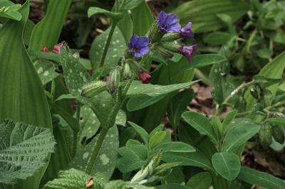 <i>Pulmonaria affinis</i>