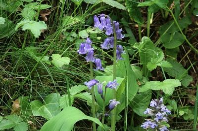 <i>Hyacinthoides non-scripta</i>