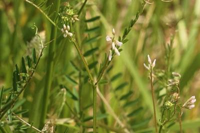 <i>Ervilia hirsuta</i>