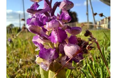 <i>Anacamptis morio</i>