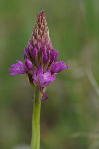 <i>Anacamptis pyramidalis</i>