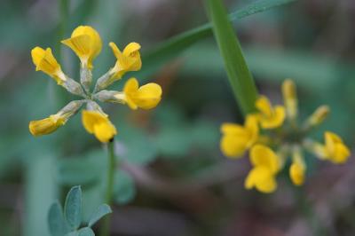 <i>Hippocrepis comosa</i>